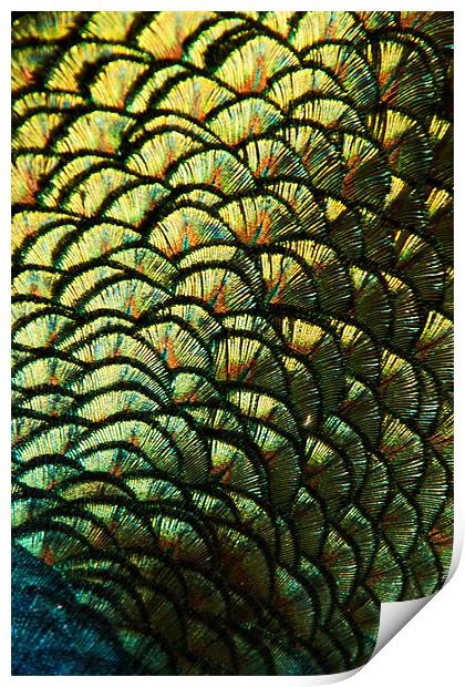 Peacock Feather Abstract Print by Karl Thompson