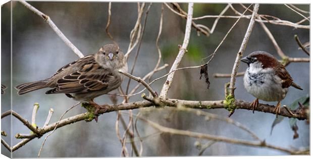 Female and male sparrow sitting in a tree side by side Canvas Print by kathy white