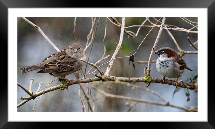 Female and male sparrow sitting in a tree side by side Framed Mounted Print by kathy white