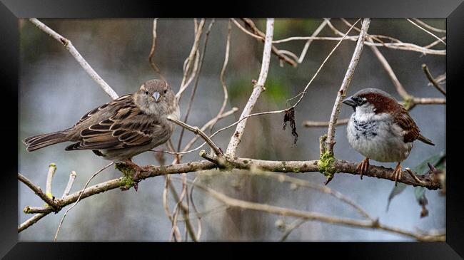 Female and male sparrow sitting in a tree side by side Framed Print by kathy white
