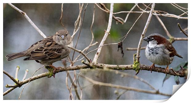 Female and male sparrow sitting in a tree side by side Print by kathy white