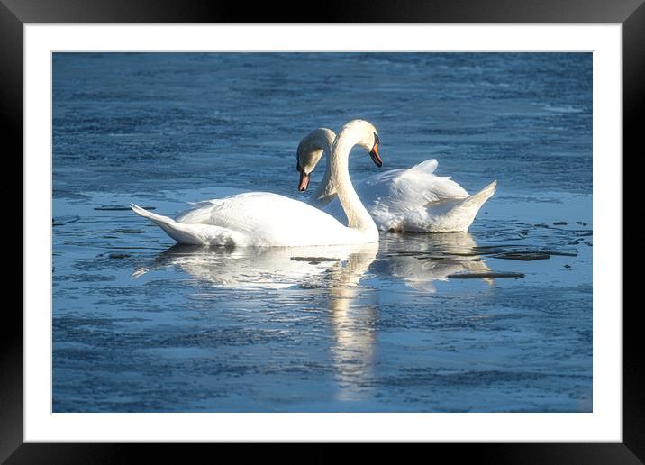 swans in blue Framed Mounted Print by kathy white