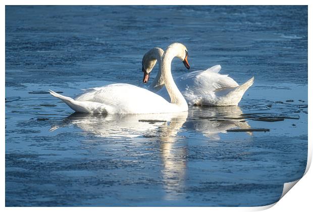 swans in blue Print by kathy white