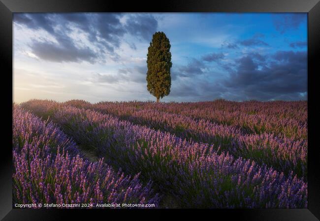 Lavender fields and cypress tree at sunset. Tuscany Framed Print by Stefano Orazzini