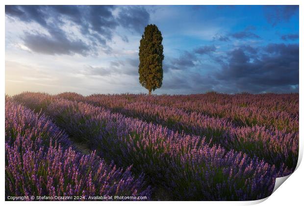 Lavender fields and cypress tree at sunset. Tuscany Print by Stefano Orazzini