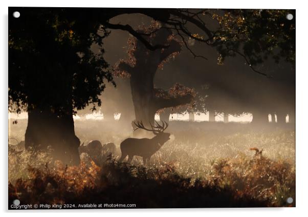 Deer at Richmond Park Acrylic by Philip King