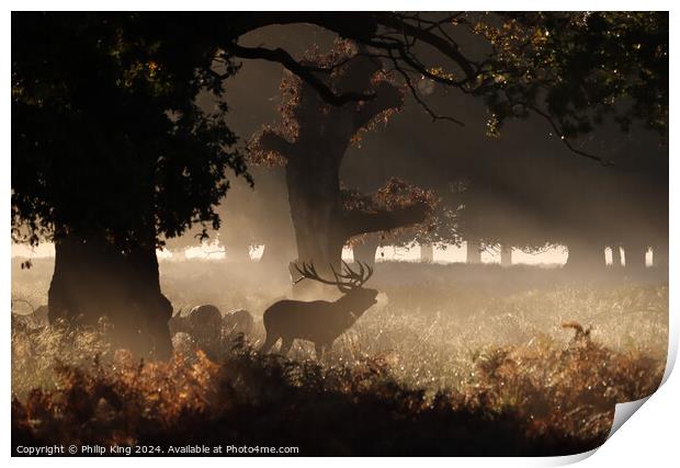 Deer at Richmond Park Print by Philip King