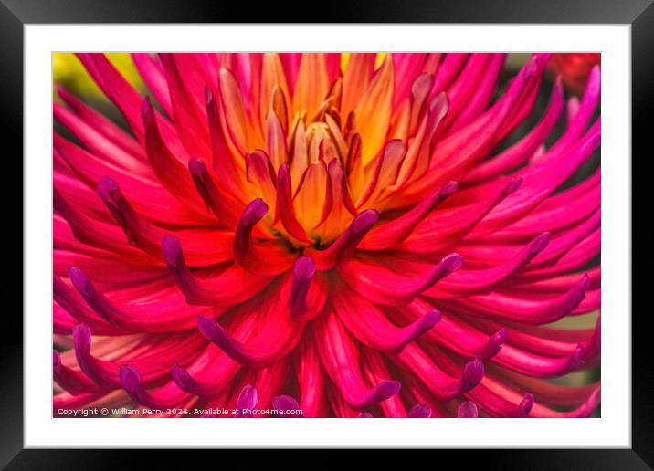 Pink Yellow AC Poke Cactus Dahlia Flower Bellevue Washington Framed Mounted Print by William Perry