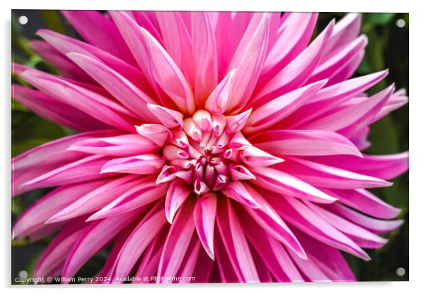 Pink White Stellar Alloway Candy Dahlia Flower Washington Acrylic by William Perry