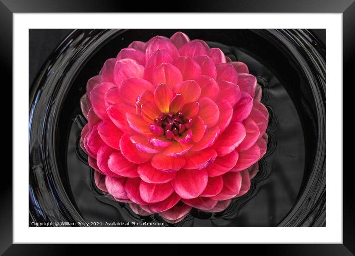 Pink Yellow Carmen Harper Grace Waterlily Dahlia Flower Framed Mounted Print by William Perry