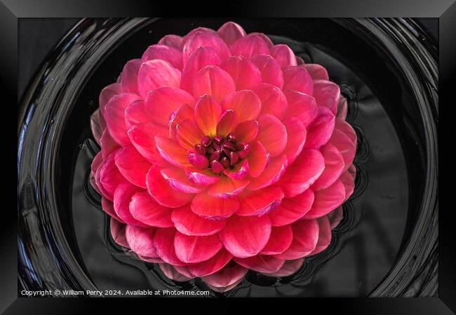 Pink Yellow Carmen Harper Grace Waterlily Dahlia Flower Framed Print by William Perry