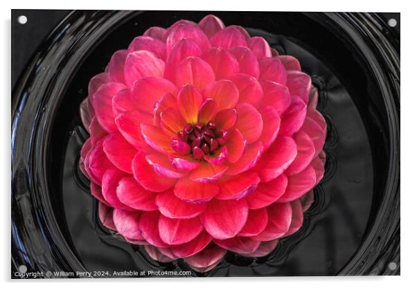 Pink Yellow Carmen Harper Grace Waterlily Dahlia Flower Acrylic by William Perry