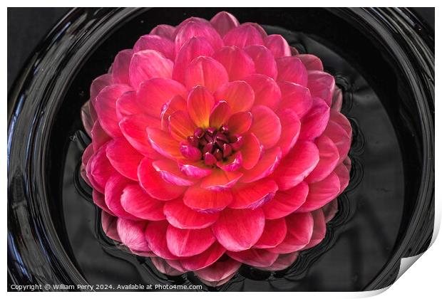 Pink Yellow Carmen Harper Grace Waterlily Dahlia Flower Print by William Perry