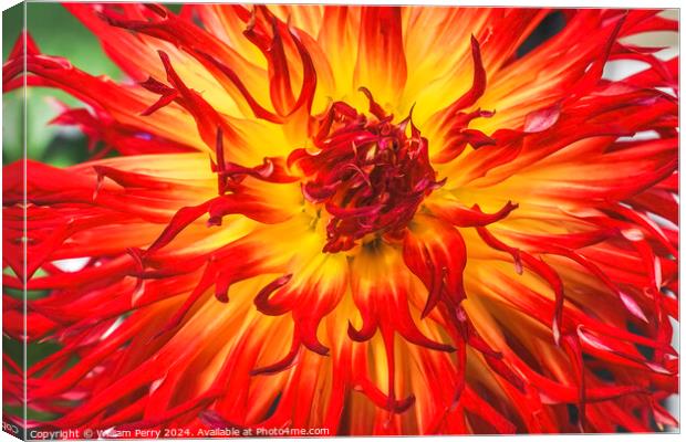 Flame Red Yellow Sandia Comanche Cactus Dahlia Flower  Canvas Print by William Perry