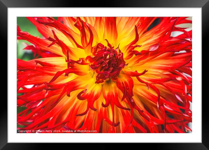 Flame Red Yellow Sandia Comanche Cactus Dahlia Flower  Framed Mounted Print by William Perry