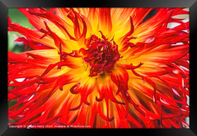 Flame Red Yellow Sandia Comanche Cactus Dahlia Flower  Framed Print by William Perry