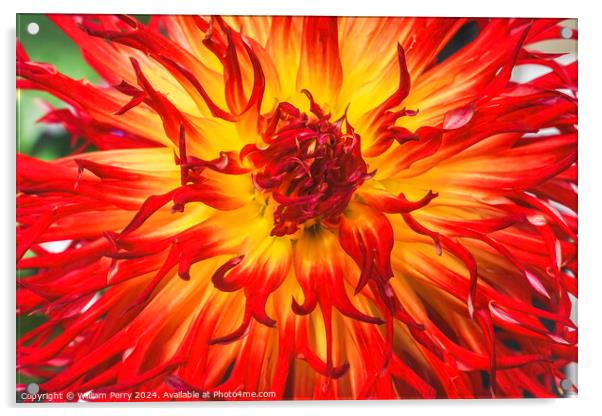 Flame Red Yellow Sandia Comanche Cactus Dahlia Flower  Acrylic by William Perry