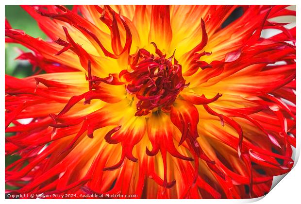 Flame Red Yellow Sandia Comanche Cactus Dahlia Flower  Print by William Perry