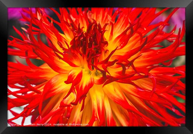 Flame Red Yellow Sandia Comanche Cactus Dahlia Flower  Framed Print by William Perry