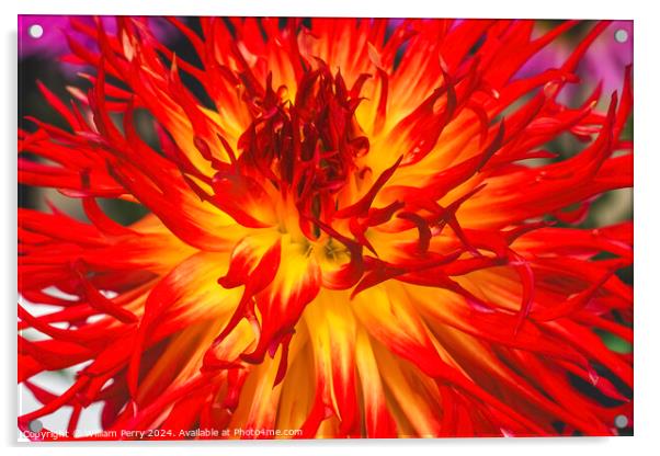 Flame Red Yellow Sandia Comanche Cactus Dahlia Flower  Acrylic by William Perry