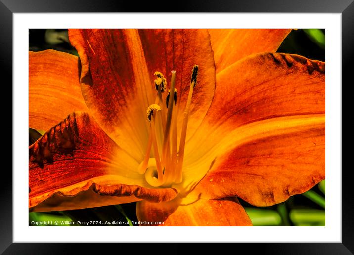 Orange Tawny Daylily Flower Bellevue Washington Framed Mounted Print by William Perry