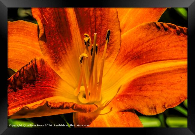 Orange Tawny Daylily Flower Bellevue Washington Framed Print by William Perry