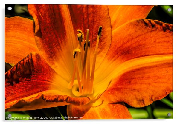 Orange Tawny Daylily Flower Bellevue Washington Acrylic by William Perry