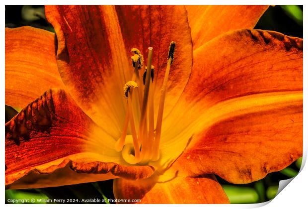 Orange Tawny Daylily Flower Bellevue Washington Print by William Perry