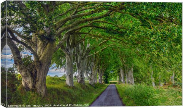 Beech Tree Avenue Nature Arcade Canvas Print by OBT imaging