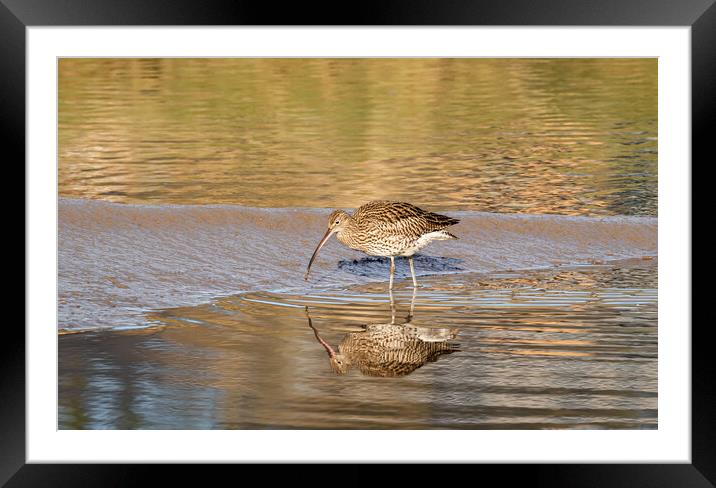 Curlew in Golden Sunlight. Framed Mounted Print by Colin Allen