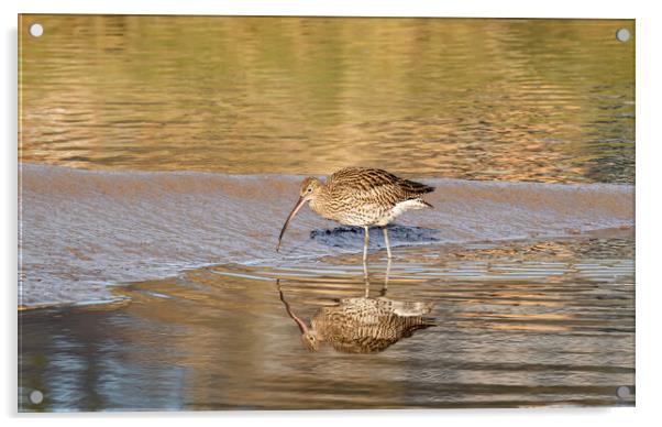 Curlew in Golden Sunlight. Acrylic by Colin Allen