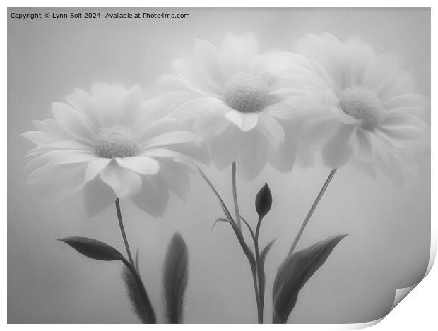 Three Flowers in Black and White Print by Lynn Bolt