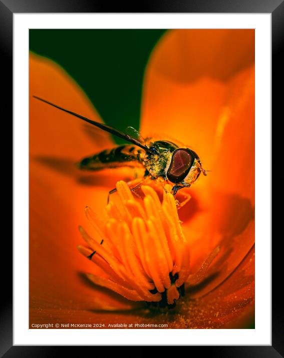 Hoverfly collecting nectar Framed Mounted Print by Neil McKenzie