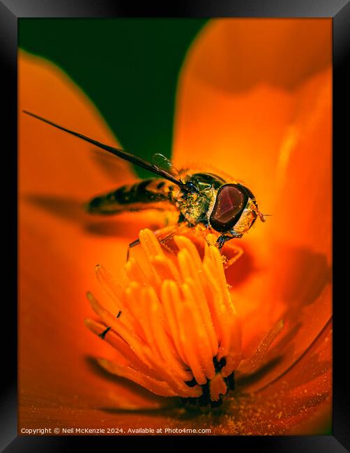 Hoverfly collecting nectar Framed Print by Neil McKenzie