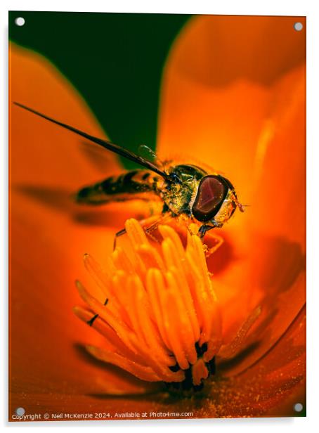 Hoverfly collecting nectar Acrylic by Neil McKenzie