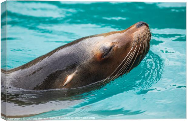 Close-up of a Sea Lion swimming in water. Photography taken in F Canvas Print by Laurent Renault