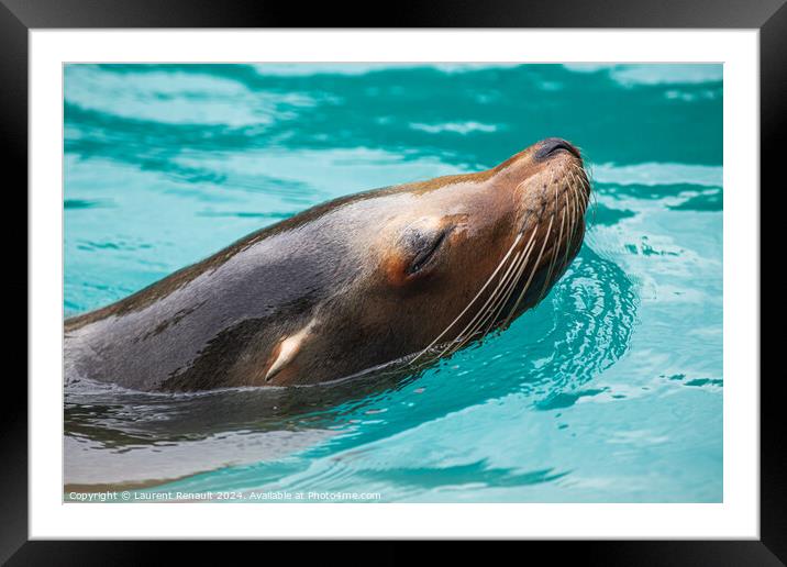 Close-up of a Sea Lion swimming in water. Photography taken in F Framed Mounted Print by Laurent Renault