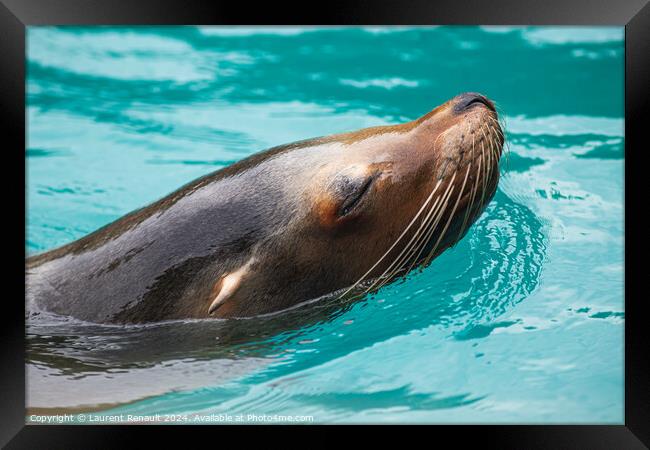 Close-up of a Sea Lion swimming in water. Photography taken in F Framed Print by Laurent Renault