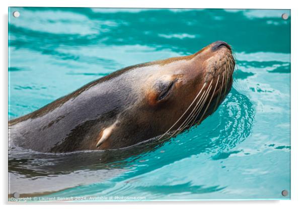 Close-up of a Sea Lion swimming in water. Photography taken in F Acrylic by Laurent Renault