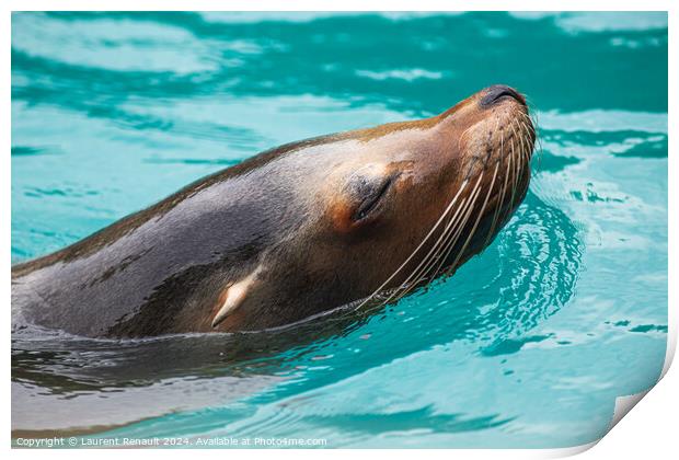 Close-up of a Sea Lion swimming in water. Photography taken in F Print by Laurent Renault