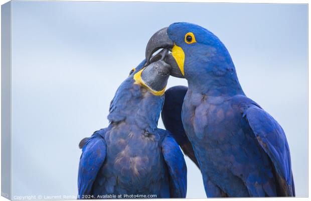 Portrait of two big blue parrots kissing, Hyacinth Macaws Canvas Print by Laurent Renault