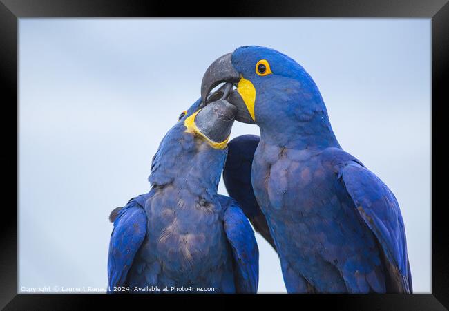 Portrait of two big blue parrots kissing, Hyacinth Macaws Framed Print by Laurent Renault