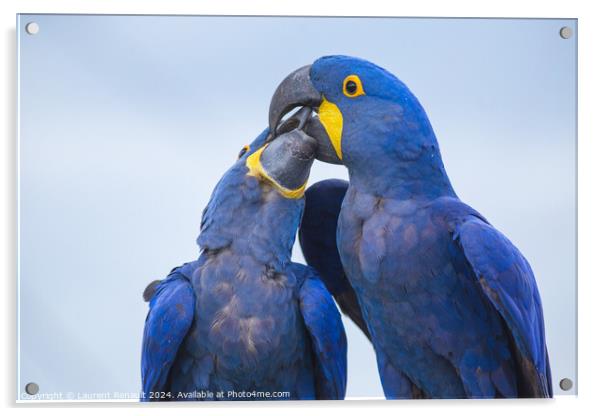 Portrait of two big blue parrots kissing, Hyacinth Macaws Acrylic by Laurent Renault