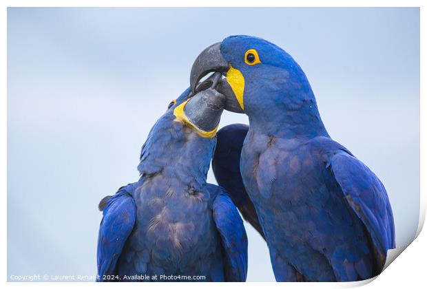 Portrait of two big blue parrots kissing, Hyacinth Macaws Print by Laurent Renault