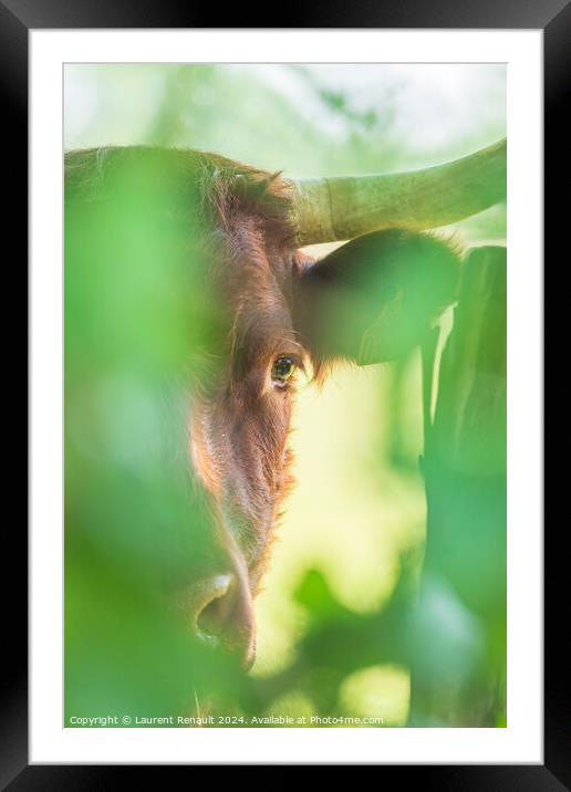 Red Salers cow observing through enlighted foliage, vertical pho Framed Mounted Print by Laurent Renault