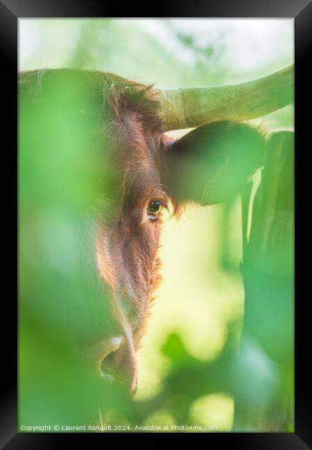 Red Salers cow observing through enlighted foliage, vertical pho Framed Print by Laurent Renault