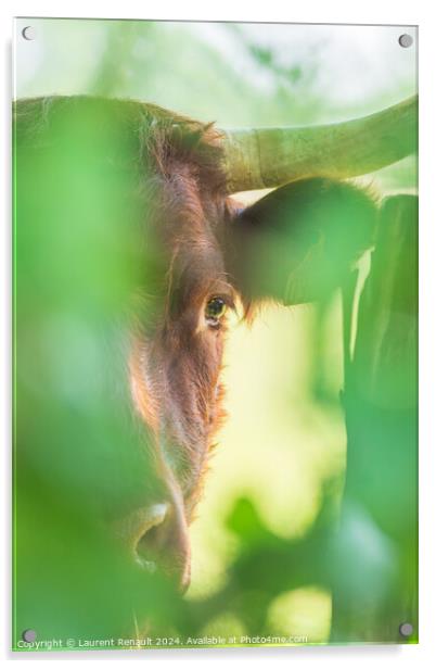 Red Salers cow observing through enlighted foliage, vertical pho Acrylic by Laurent Renault