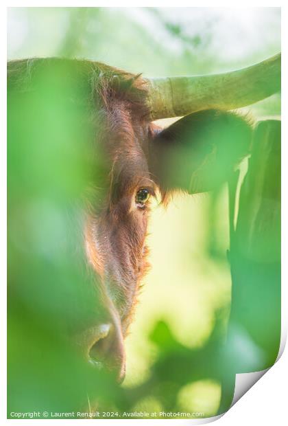Red Salers cow observing through enlighted foliage, vertical pho Print by Laurent Renault
