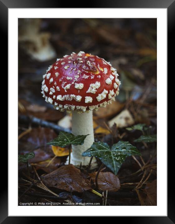 Fly Agaric Fungi, Burnham Beeches Framed Mounted Print by Philip King