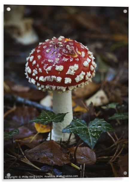 Fly Agaric Fungi, Burnham Beeches Acrylic by Philip King